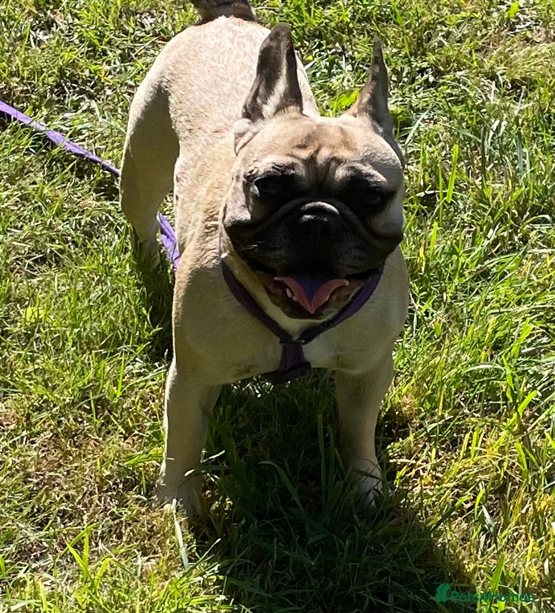 French Bulldog dogs for sale: KC REGISTERED HEALTH TESTED FRENCH BULLDOG  - Image 6