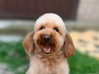 Toy Poodle dogs FULLY health tested and KC Reg STUD in Bacup - Advert 8