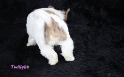 Yorkshire Terrier dogs for sale: Stunning Biro & Merle Yorkie Girls – Ready Nov 25 - Advert 18