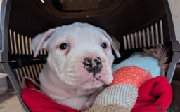 American Bulldog dogs for sale: Johnson American bulldog pups (ready to leave)  - Image 10