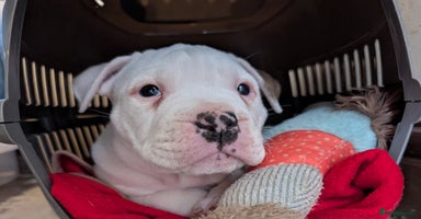 American Bulldog dogs - Advert 4