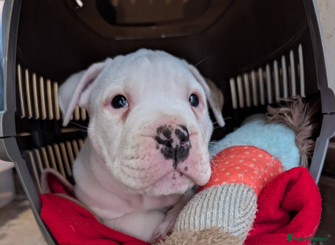 American Bulldog dogs for sale: Johnson American bulldog pups (ready to leave)  - Image 10