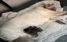 Ragdoll cats for sale: Beautiful cross ragdoll kittens  - Image 6