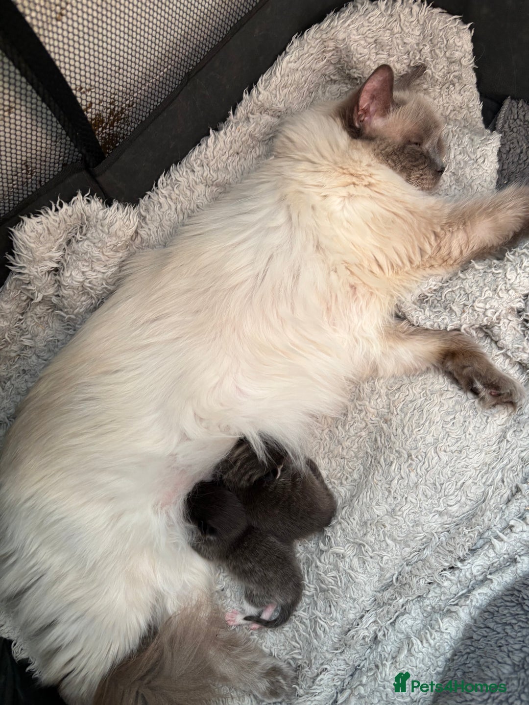 Ragdoll cats for sale: Beautiful cross ragdoll kittens  - Image 6