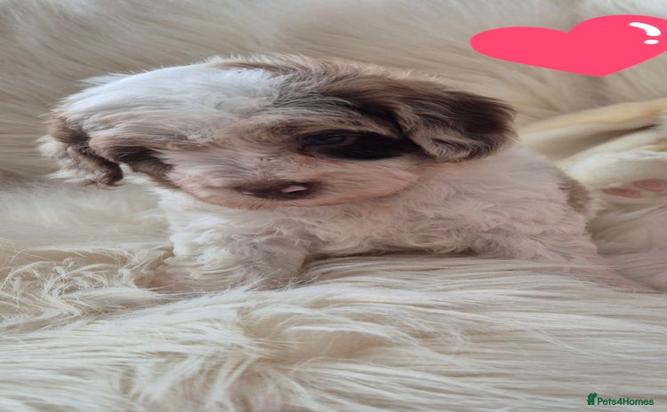 Cockapoo dogs - Advert 2