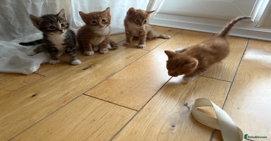 Bengal cats - Advert 8