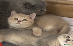 British Shorthair cats for sale: GCCF British Shorthair Kittens– Champion Lines - Image 24