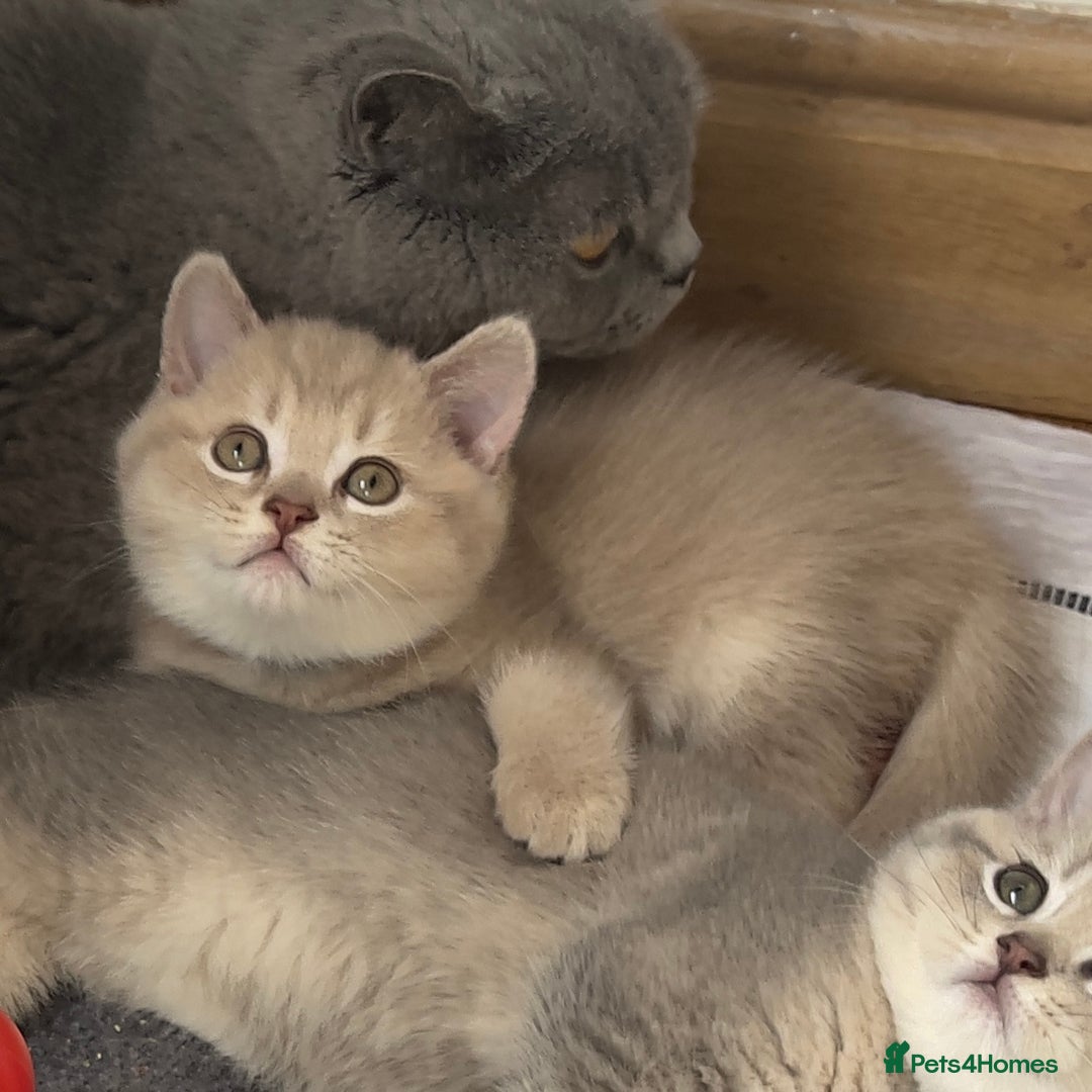 British Shorthair cats for sale: GCCF British Shorthair Kittens– Champion Lines - Image 24