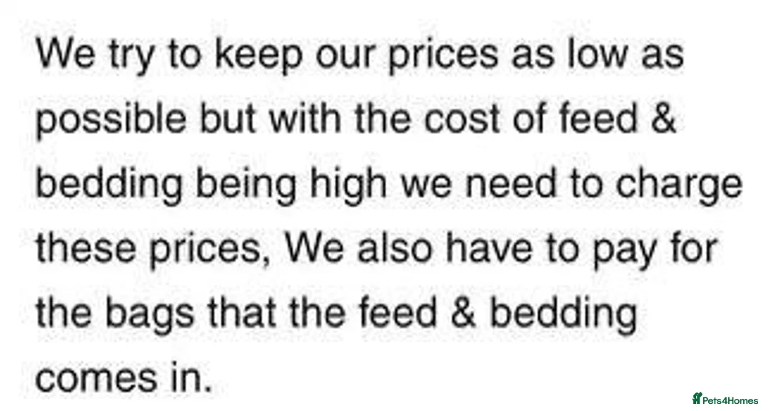 Quail poultry for sale: QUAIL EGGS/CHINESE PAINTED BUTTONS ! - Advert 32