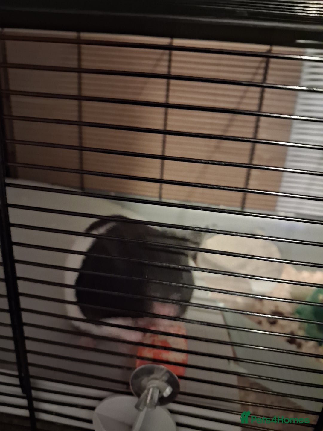 Hamster rodents for sale: 1 male syrian hamster - Advert 2