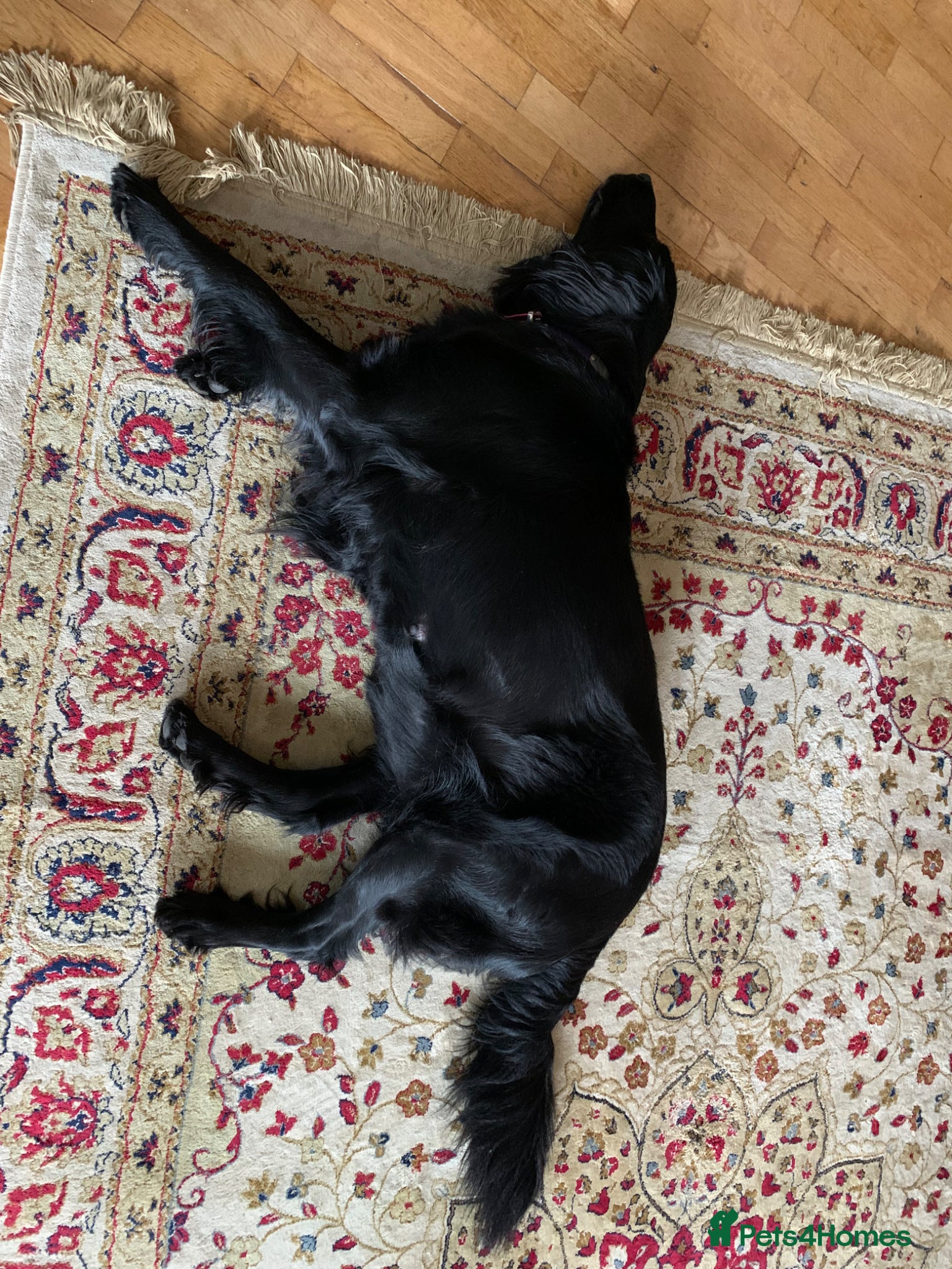 Flat coated Retriever dogs for sale: Adorable Flat Coated Retriever Puppies  - Advert 10