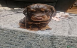 Cocker Spaniel dogs for sale: Stunning kc working cocker spaniels - Image 35