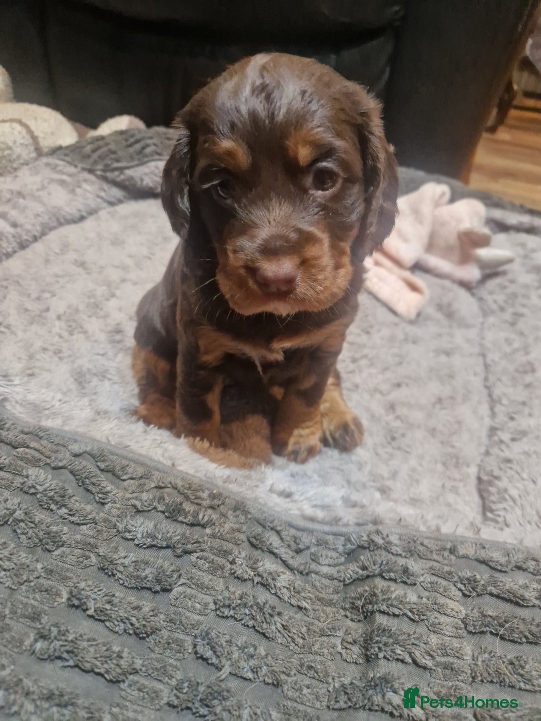 Cocker Spaniel dogs for sale: Stunning kc working cocker spaniels - Image 35