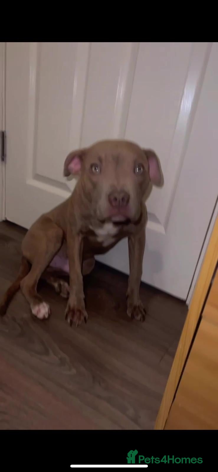 American Bull Staffy dogs Amazing male - Advert 5