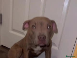 American Bull Staffy dogs Amazing male - Advert 3