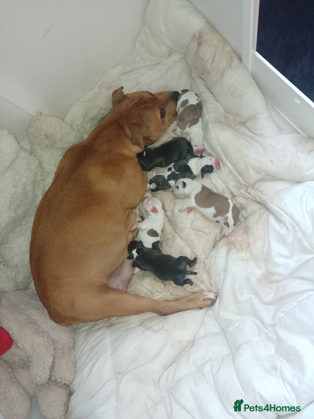 Staffordshire Bull Terrier dogs for stud: Amazing Staffordshire Bull Terrier for Stud   - Advert 18