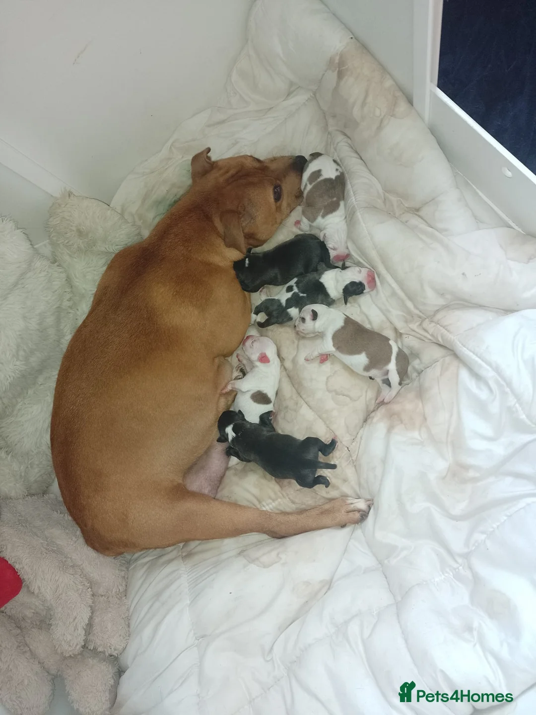 Staffordshire Bull Terrier dogs for stud: Amazing Staffordshire Bull Terrier for Stud   - Advert 18