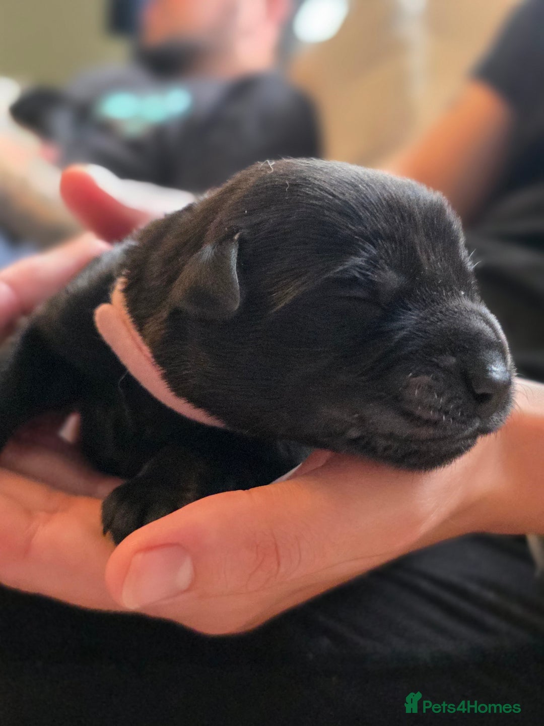 Mixed Breed dogs for sale: Sheprador Puppies - Image 13