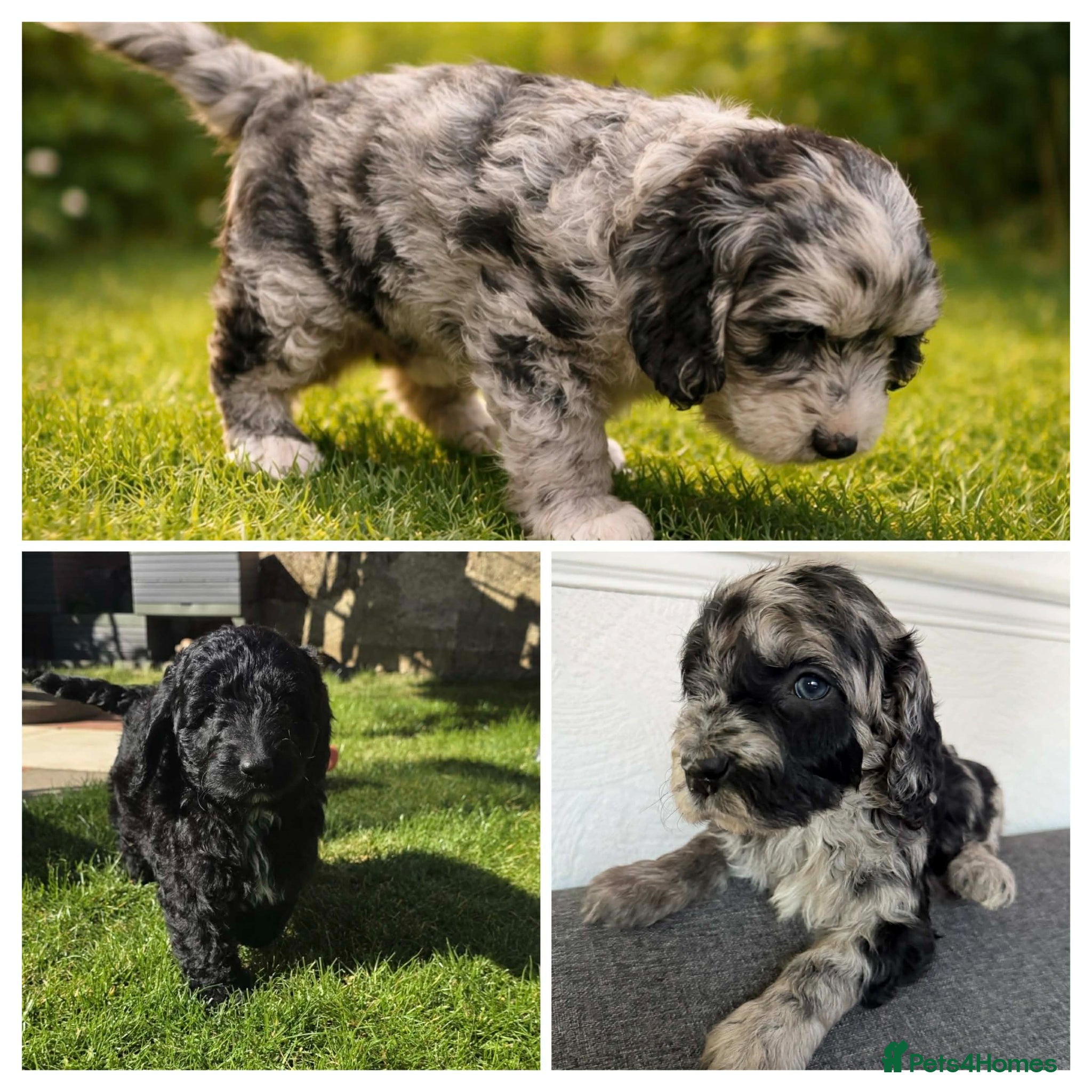 Australian Labradoodle dogs READY AUSTRALIAN LABRADOODLE FOR A NEW HOME - Advert 2