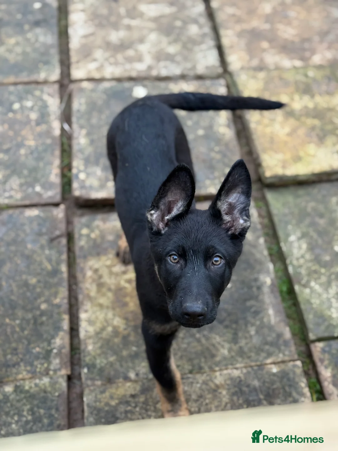 German Shepherd dogs for sale: German Shepherd Puppies - Advert 7