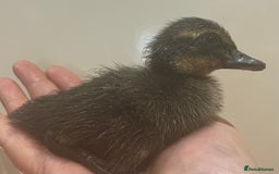 Ducks poultry for sale: Indian runner ducks /pompom runners  - Image 6