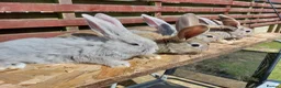 Continental Giant rabbits for sale: Continental giant rabbits babies kits - Advert 2
