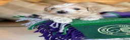 Maltipoo dogs for sale: Tiny prestige champion Asian Russian Maltipoos💜 - Advert 14
