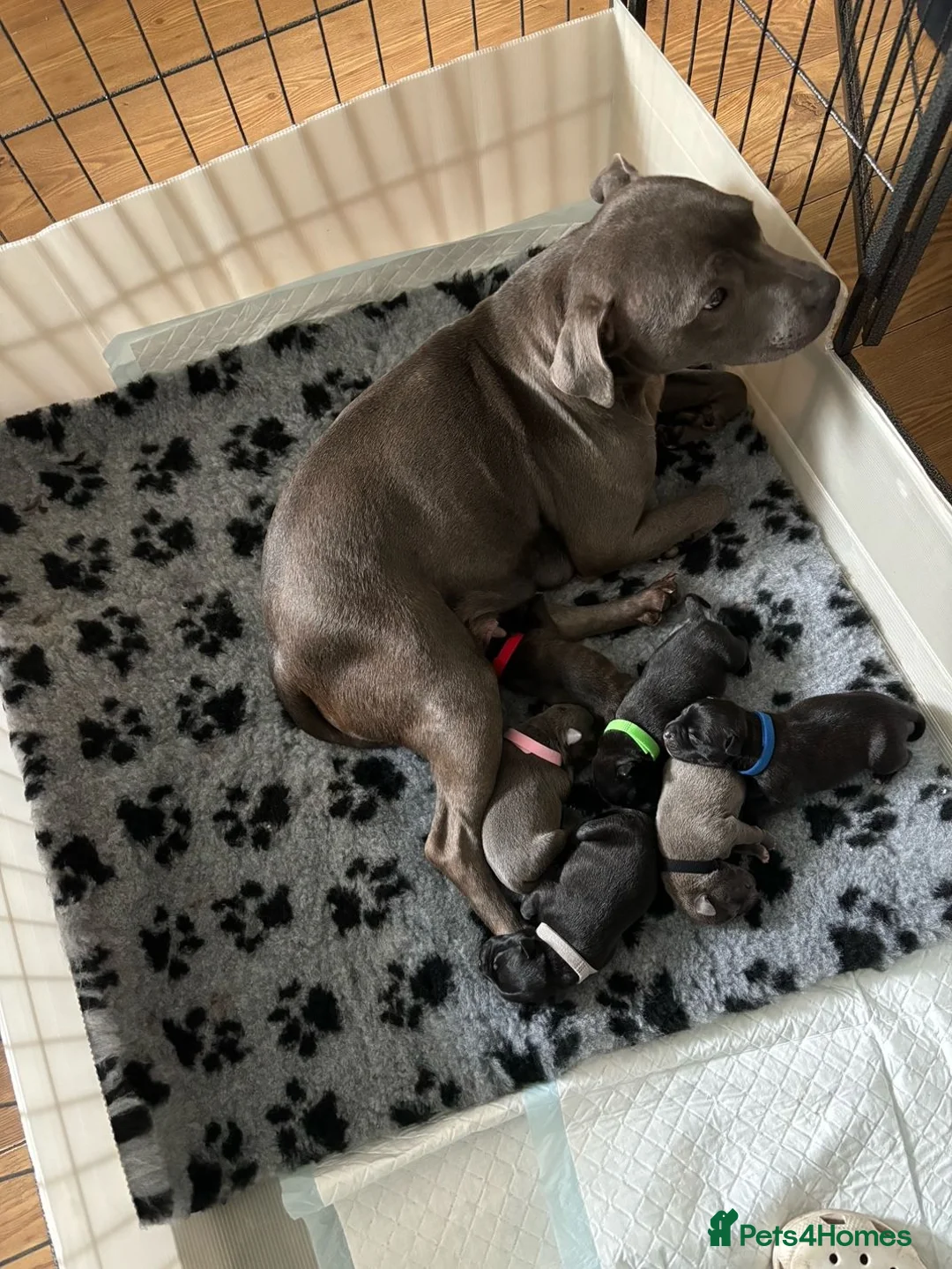 Staffordshire Bull Terrier dogs for sale: Stunning Litter - Advert 1