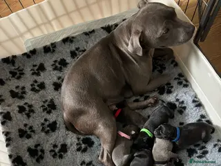 Staffordshire Bull Terrier dogs Stunning Litter - Advert 3