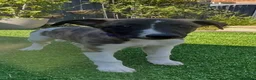 Whippet dogs for sale: Beautiful whippet puppy  - Advert 8