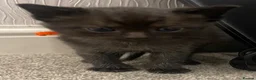 Ragcoon cats for sale: Ragcoon Kittens  - Advert 7