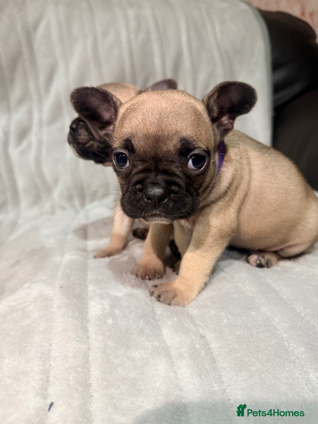 French Bulldog dogs for sale: Pedigree Mum Frenchy Pups-Gorgeous and ready soon! - Advert 15