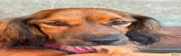 Mixed Breed dogs for adoption: Beautiful Lily is looking for her forever home 🐾 - Advert 3