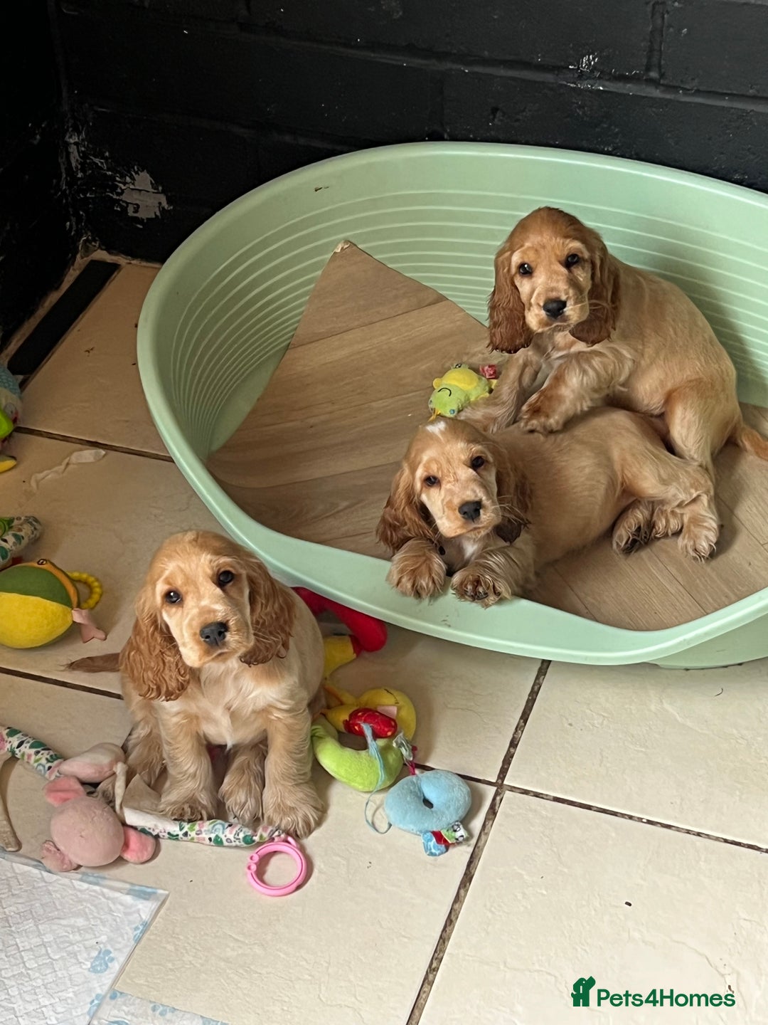 Cocker Spaniel dogs for sale: LAST 3 GIRLS ⭐️⭐️⭐️⭐️⭐️CH BLOODLINES  - Image 17