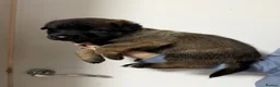 Belgian Shepherd Dog dogs for sale: Belgian malinois  in Lanark - Advert 5