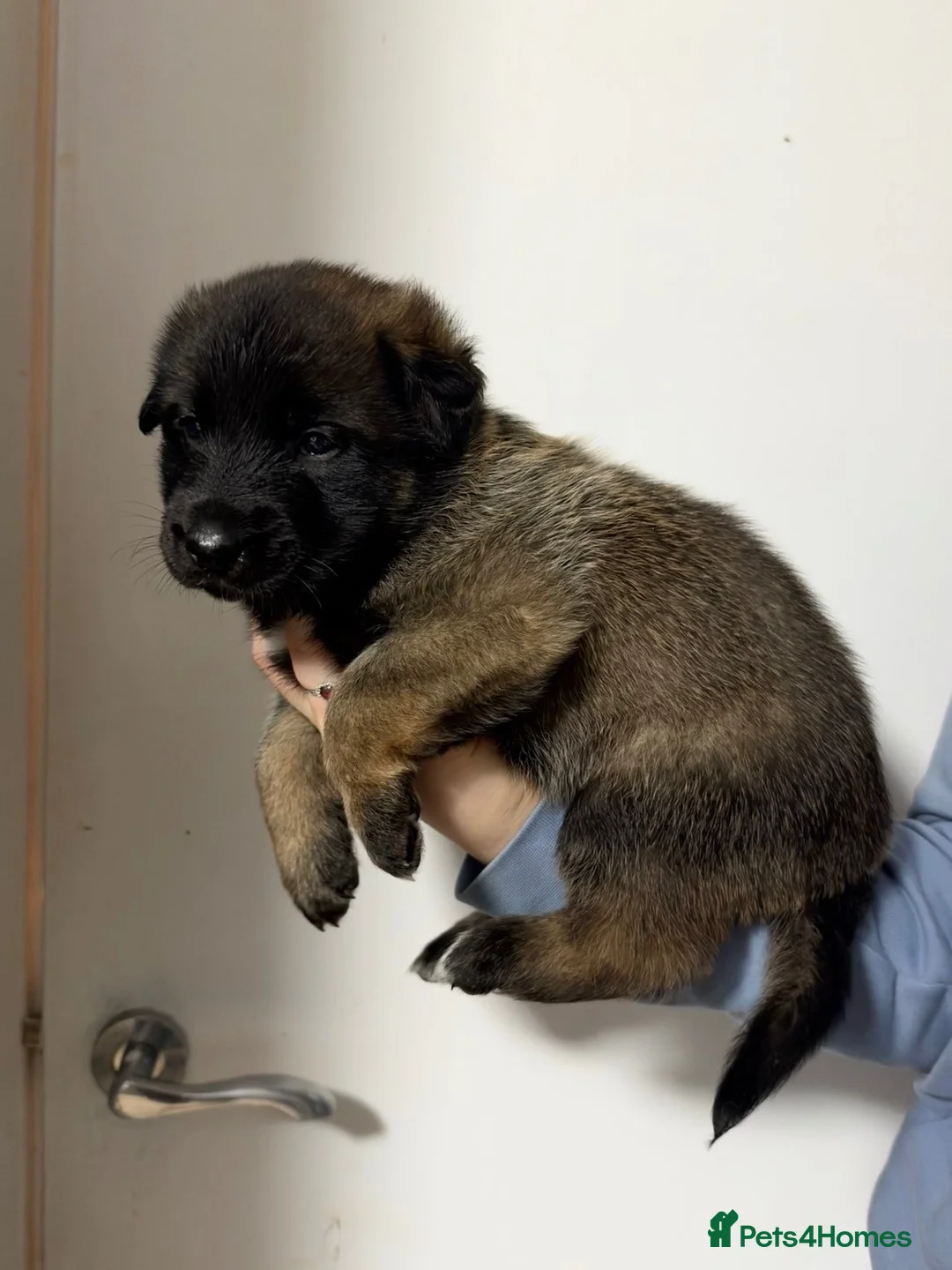 Belgian Shepherd Dog dogs for sale: Belgian malinois  in Lanark - Advert 5