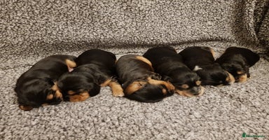 Cocker Spaniel dogs Stunning Health Tested KC Reg Show Cocker Spaniels - Advert 3