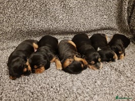 Cocker Spaniel dogs Stunning Health Tested KC Reg Show Cocker Spaniels - Advert 3