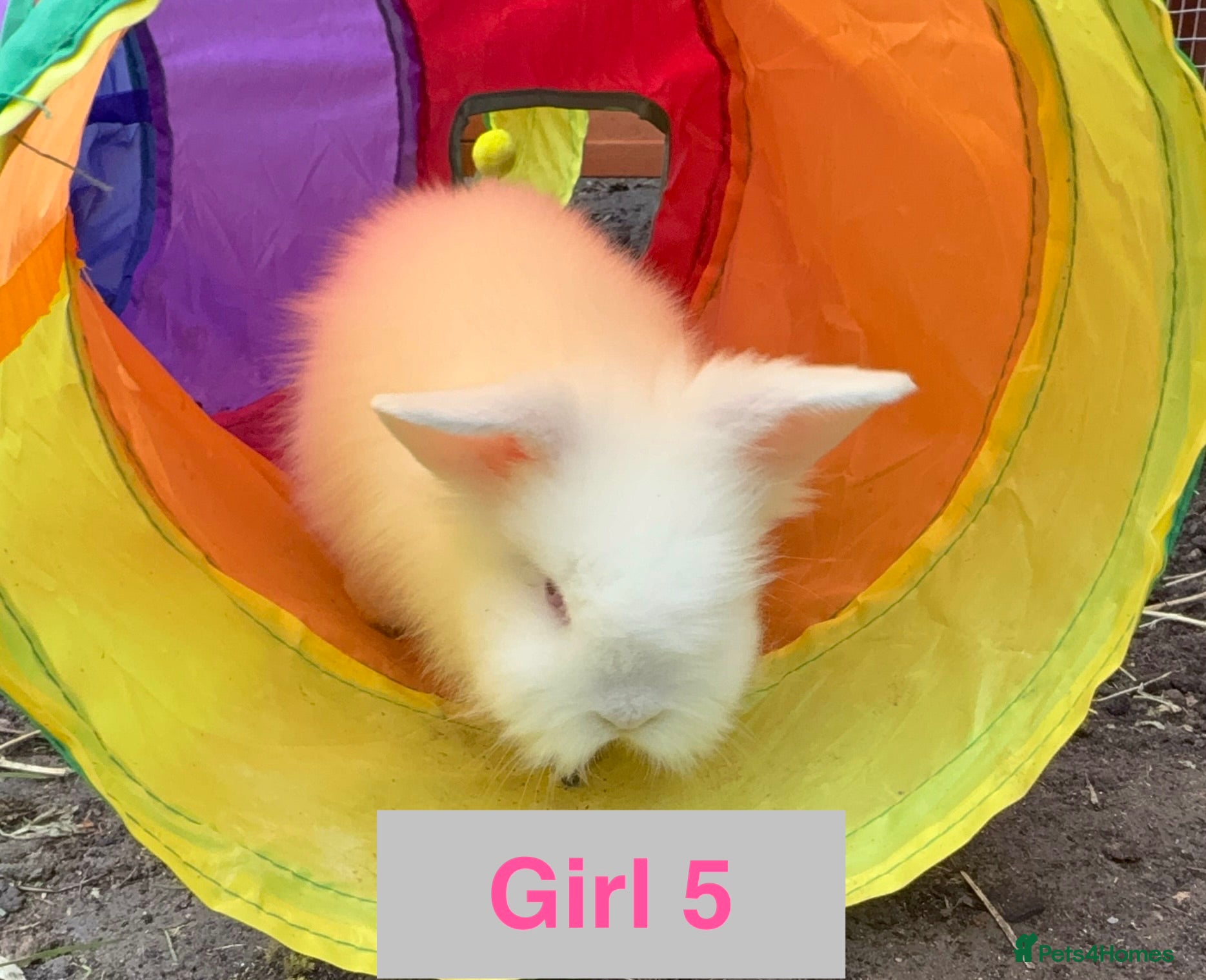 Lionhead rabbits Double Maned Lionheads - READY NOW - Advert 8