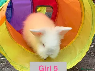 Lionhead rabbits Double Maned Lionheads - READY NOW - Advert 8