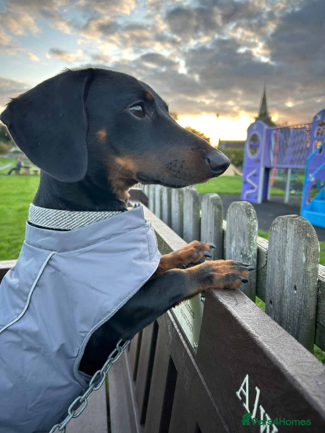 Miniature Dachshund dogs for sale: Harry 10 month old dachshund  - Advert 2