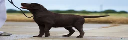 Labrador Retriever dogs for sale: Chocolate Stunning Female English Labrador 2yrs   - Advert 3
