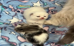 Persian cats for sale: Doll face Persian x - Image 15