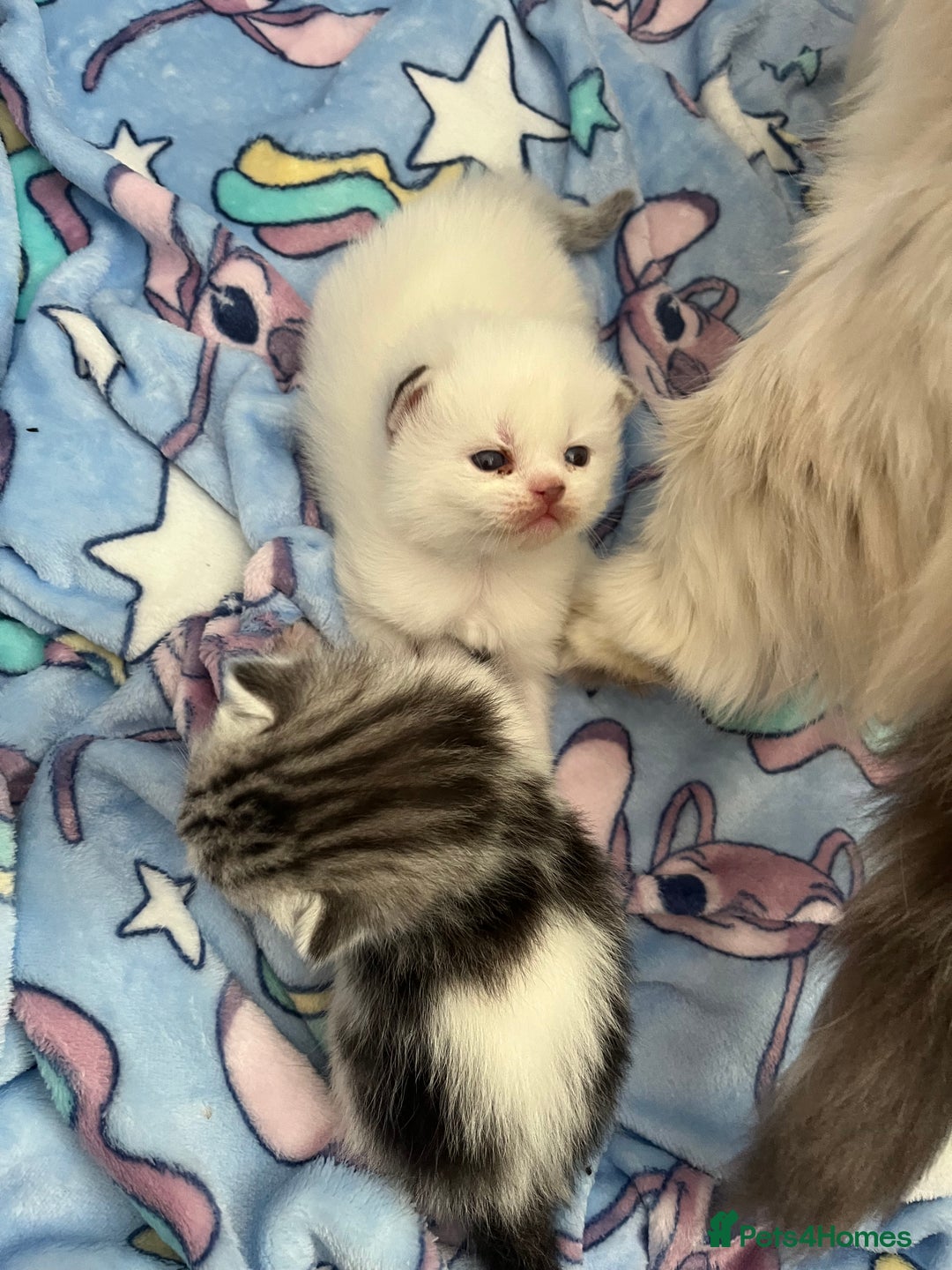 Persian cats for sale: Doll face Persian x - Image 15