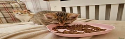 Mixed Breed cats for sale: Sweet female Tabby kitten - Advert 7