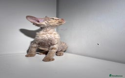 Devon Rex cats for sale: 1 girl left. Stunning Devon Rex GCCF kittens  - Image 11