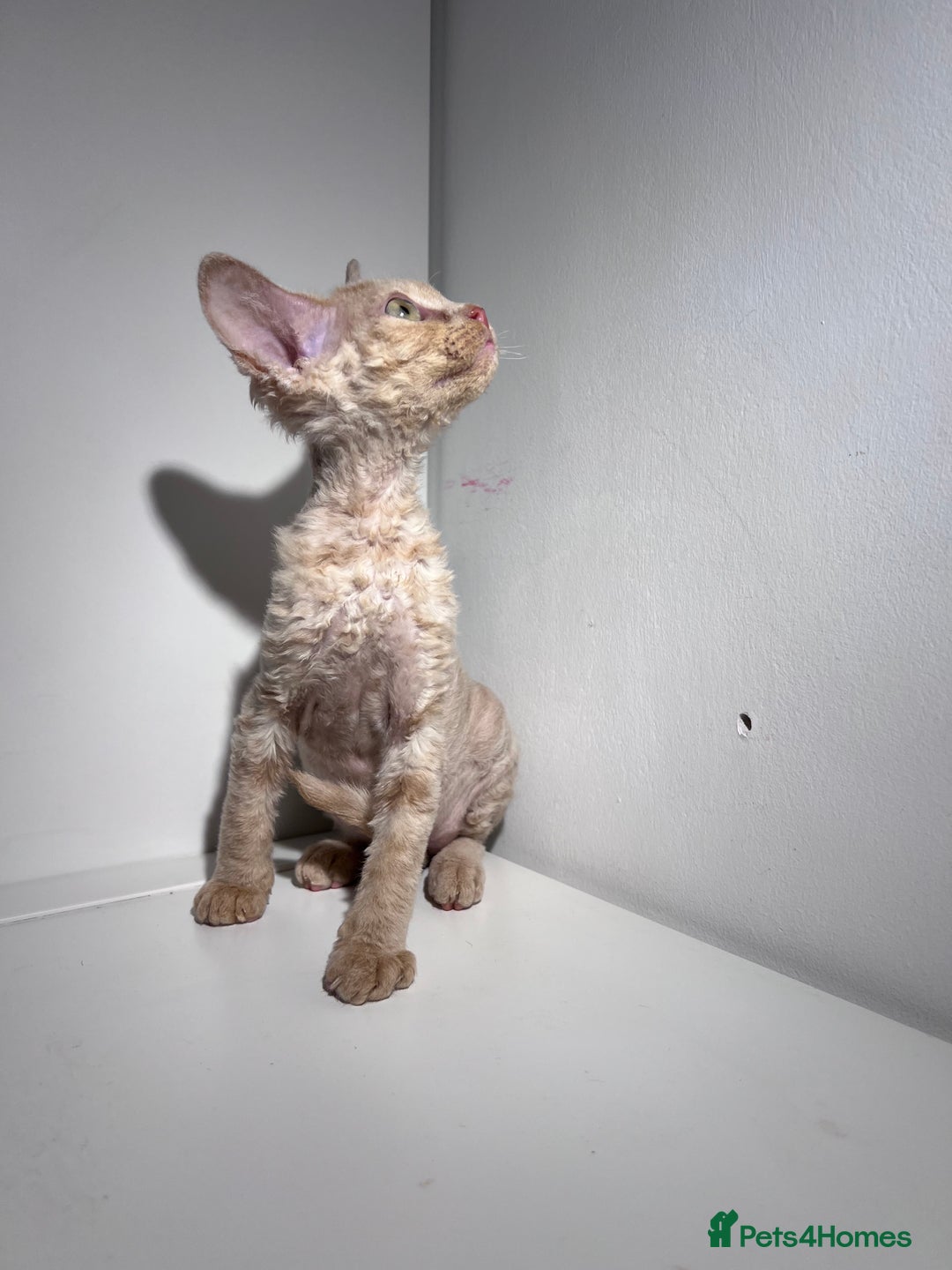 Devon Rex cats for sale: 1 girl left. Stunning Devon Rex GCCF kittens  - Image 11