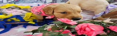 Golden Retriever 2