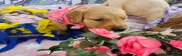 Golden Retriever dogs for sale: Adorable KC reg golden retriever puppies - Advert 5