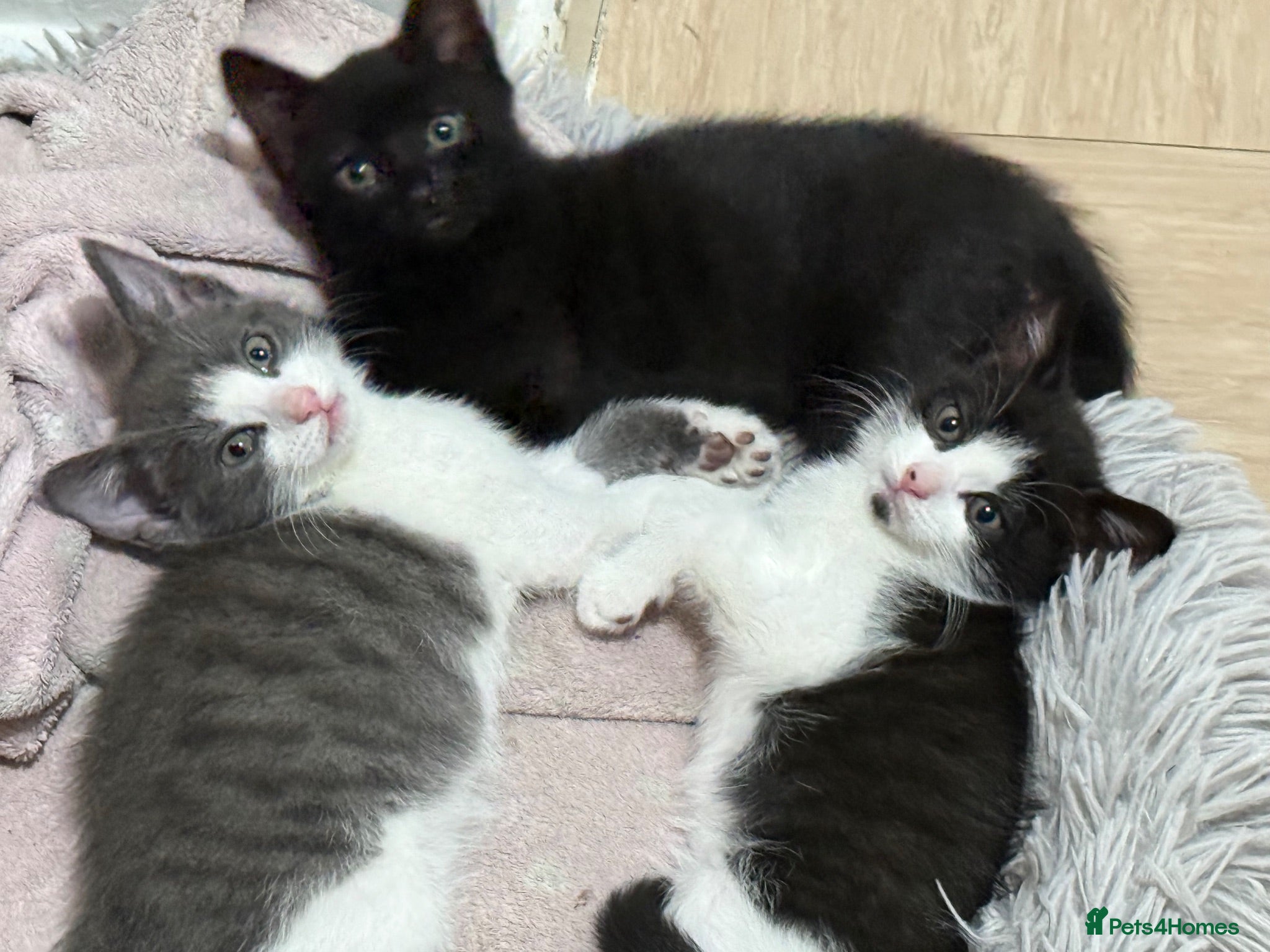 Mixed Breed cats Ready for their forever home 🥰⭐️ - Advert 13